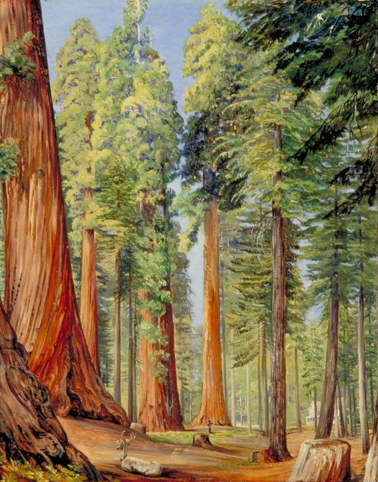 The Calaveras Grove of the Big Tree or Wellingtonia, in the Evening Oil Painting by Marianne North