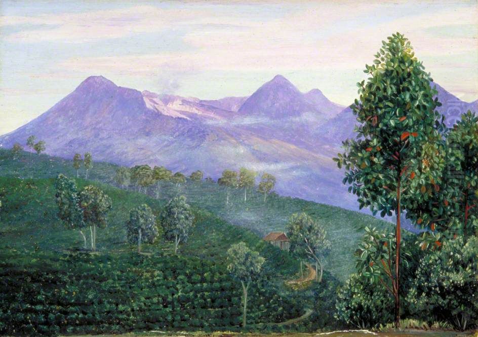 Another View of Papandayang with Jak Fruit Tree in the Foreground Oil Painting by Marianne North