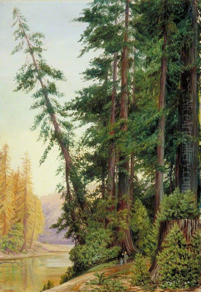 View in a Redwood Forest, California Oil Painting by Marianne North