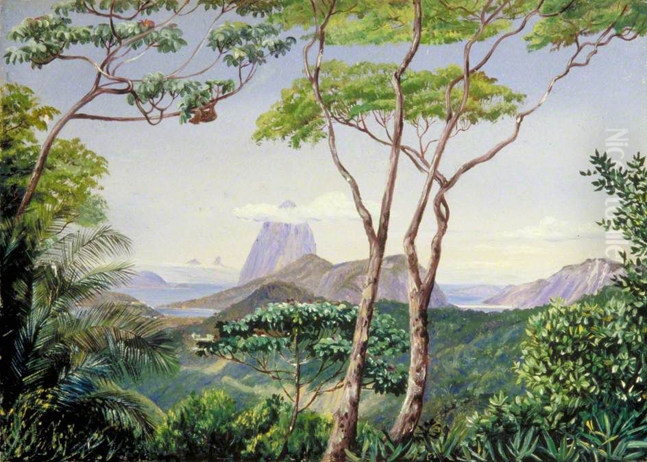 View of the Sugarloaf Mountain from the Aqueduct Road, Rio Janeiro Oil Painting by Marianne North