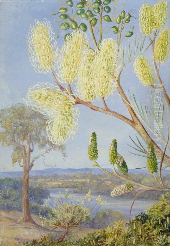 Branch of a Grevillea and a View on the Swan River, West Australia Oil Painting by Marianne North