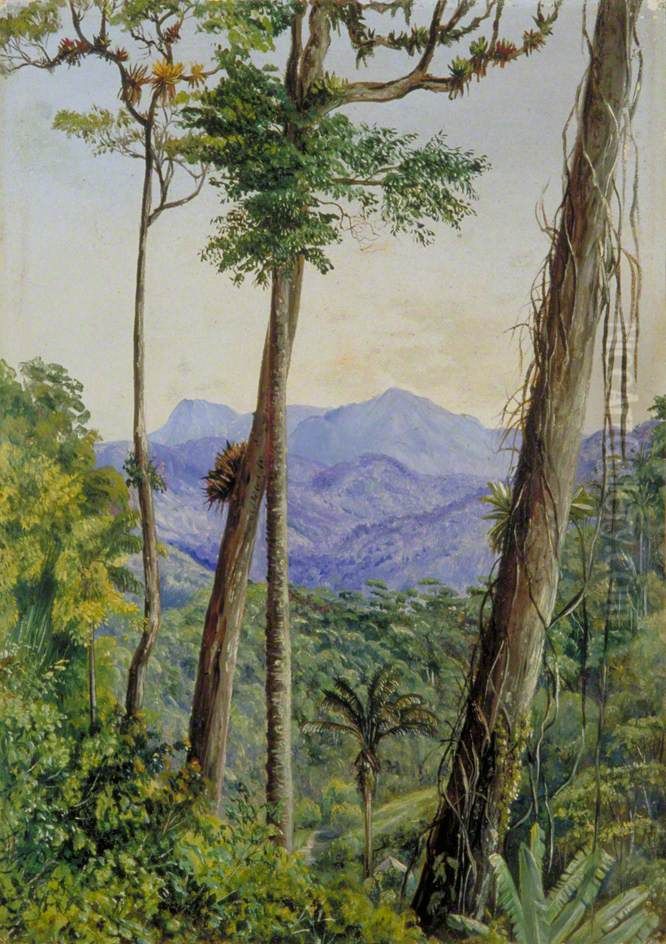 View from Mr Weilhorn's House, Petropolis, Brazil Oil Painting by Marianne North