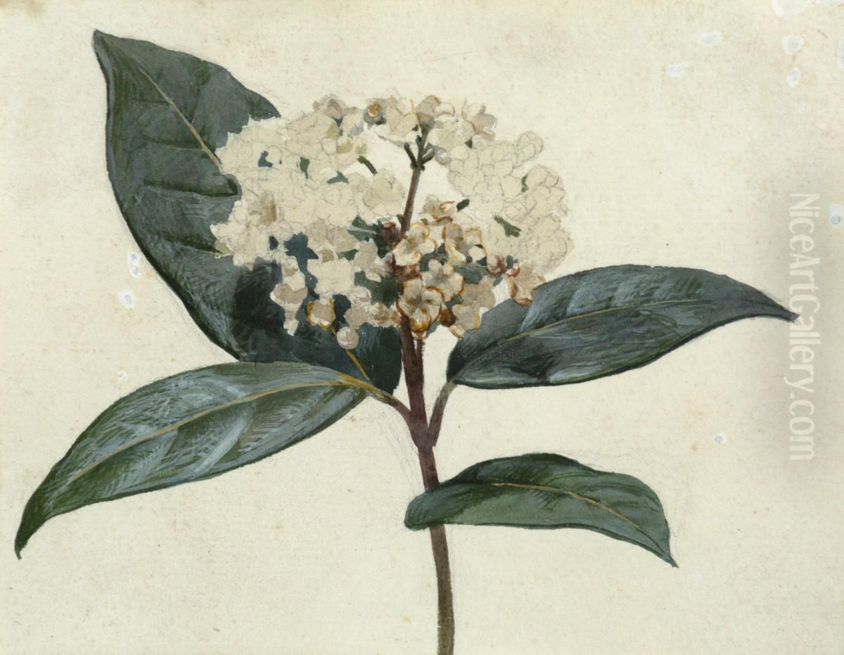 Untitled (Flower study) Oil Painting by Vivian Smith