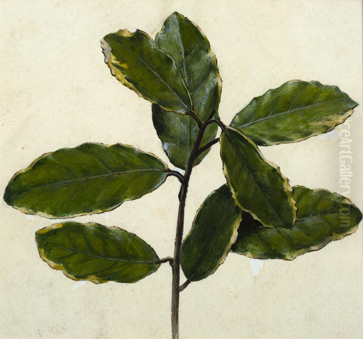 Untitled (Plant study) Oil Painting by Vivian Smith