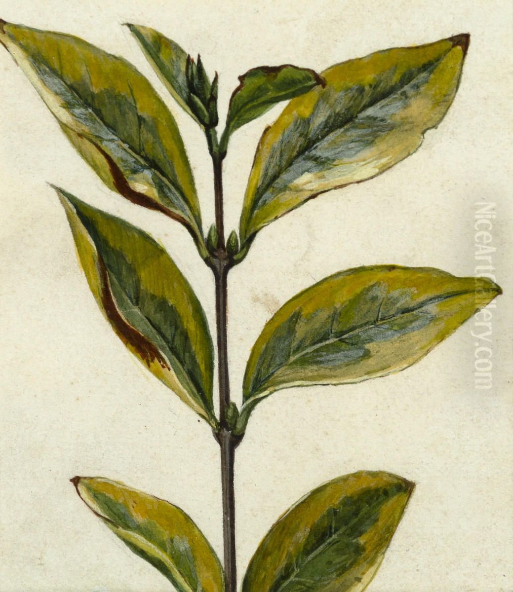 Untitled (Plant cutting) Oil Painting by Vivian Smith