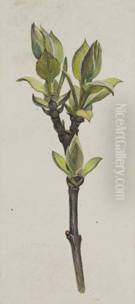 Untitled (Hydrangea) Oil Painting by Vivian Smith