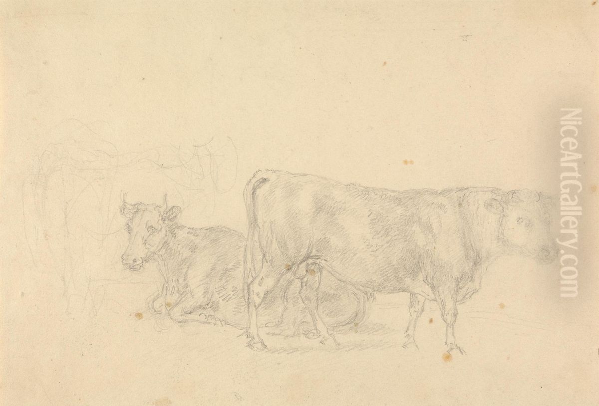 Study of cattle, bull in foreground facing right Oil Painting by Sawrey Gilpin
