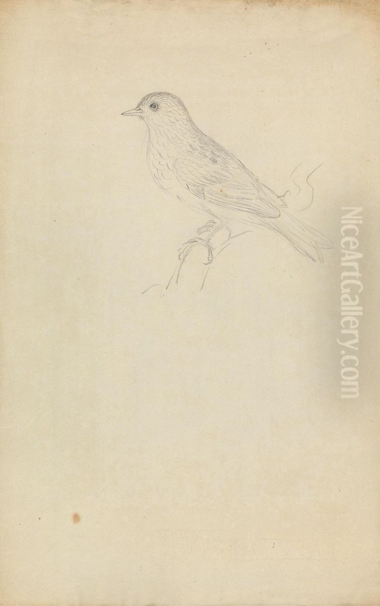 A Hedge Sparrow Oil Painting by James Sowerby