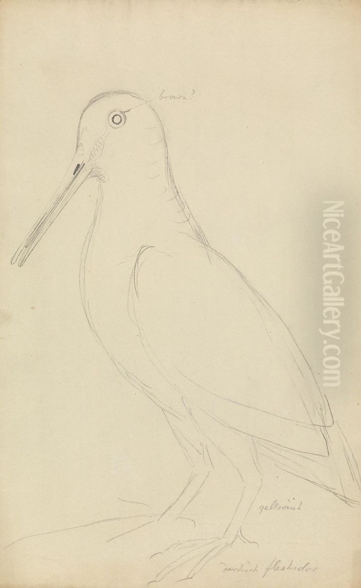 A Woodcock Oil Painting by James Sowerby