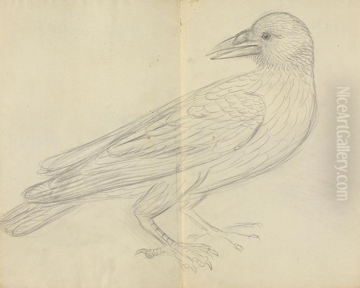 A Crow Oil Painting by James Sowerby