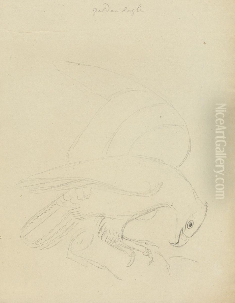 An Eagle? Oil Painting by James Sowerby