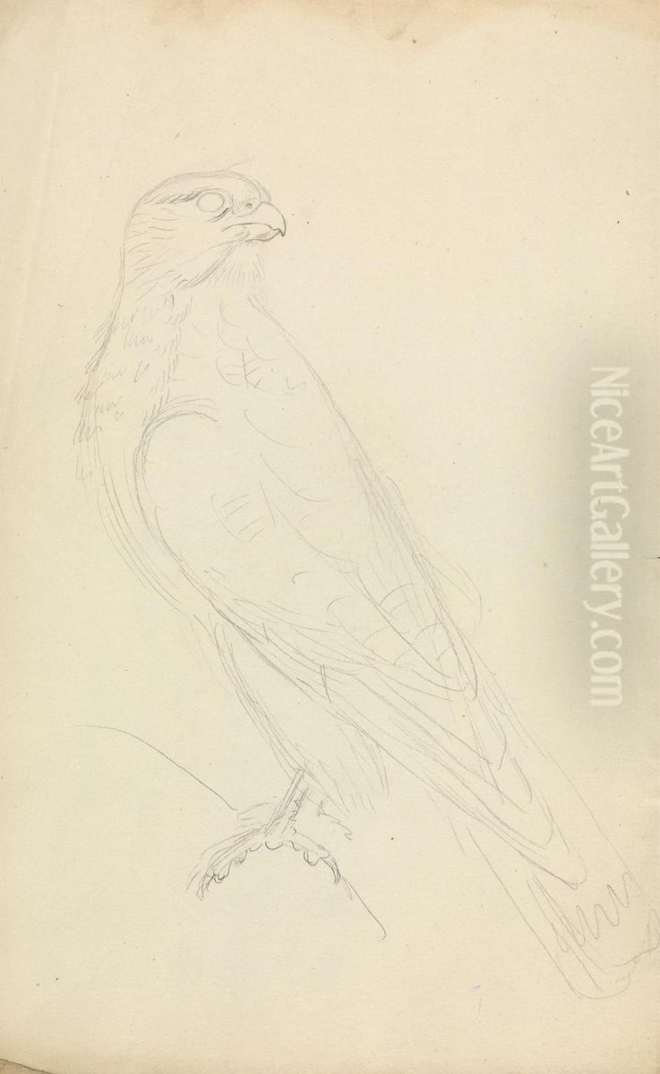 A Hawk Oil Painting by James Sowerby