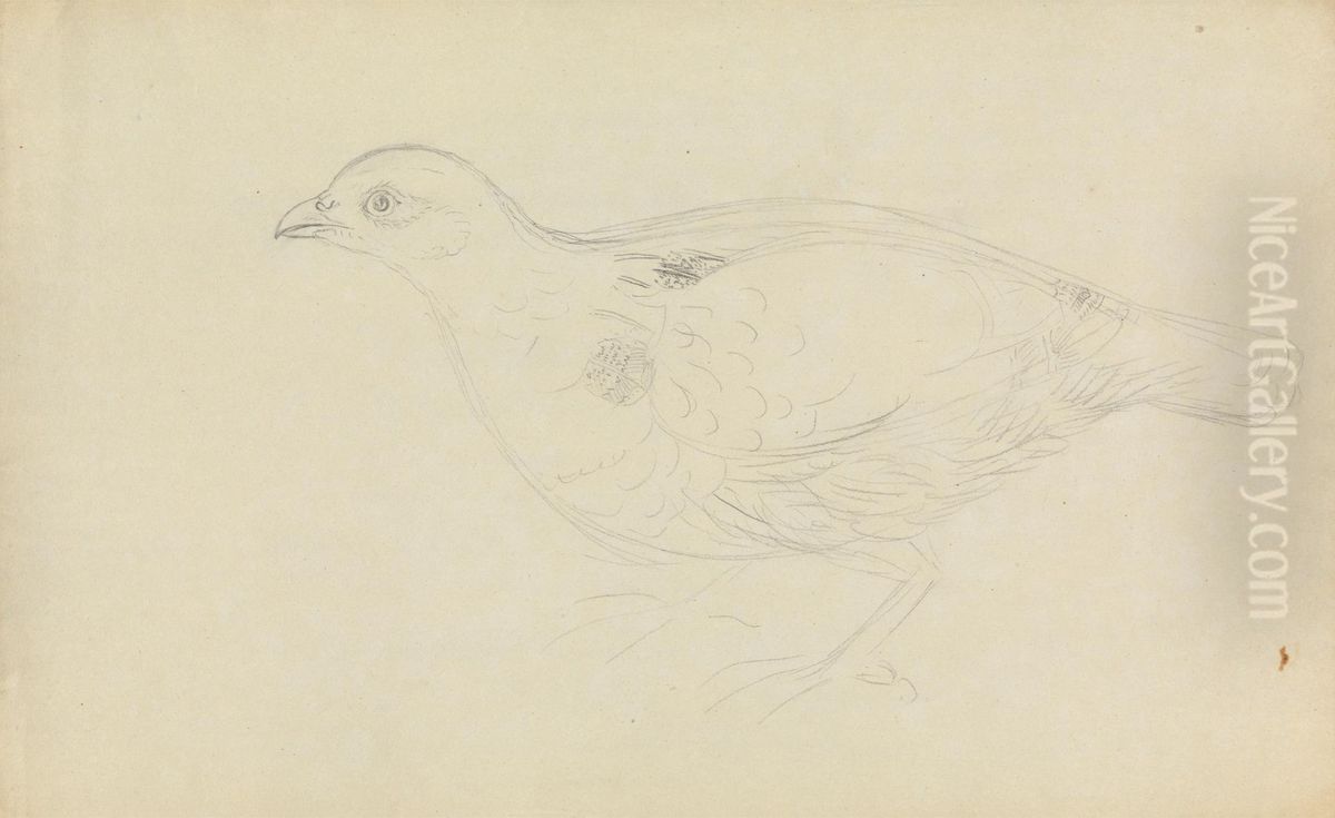 A Partridge? Oil Painting by James Sowerby