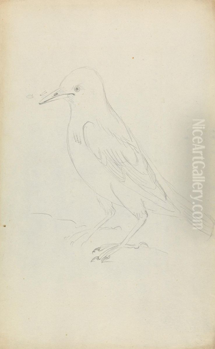 A Starling Oil Painting by James Sowerby