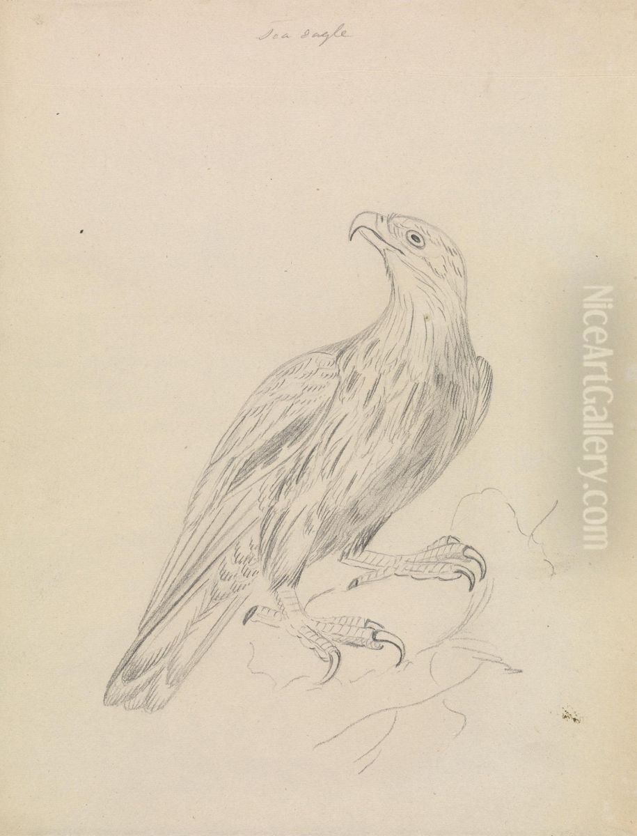 A Sea Eagle Oil Painting by James Sowerby