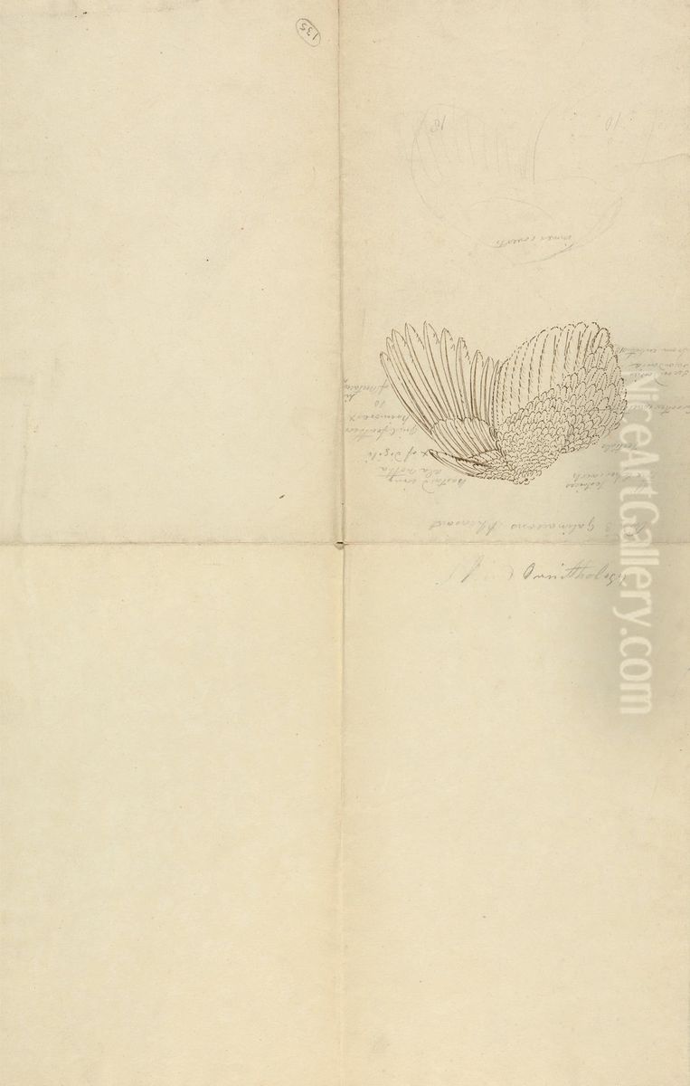 A Pheasant Wing Oil Painting by James Sowerby