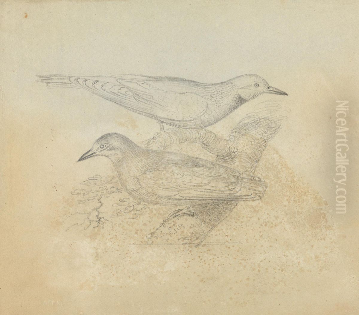 Two Birds on a Branch Oil Painting by James Sowerby