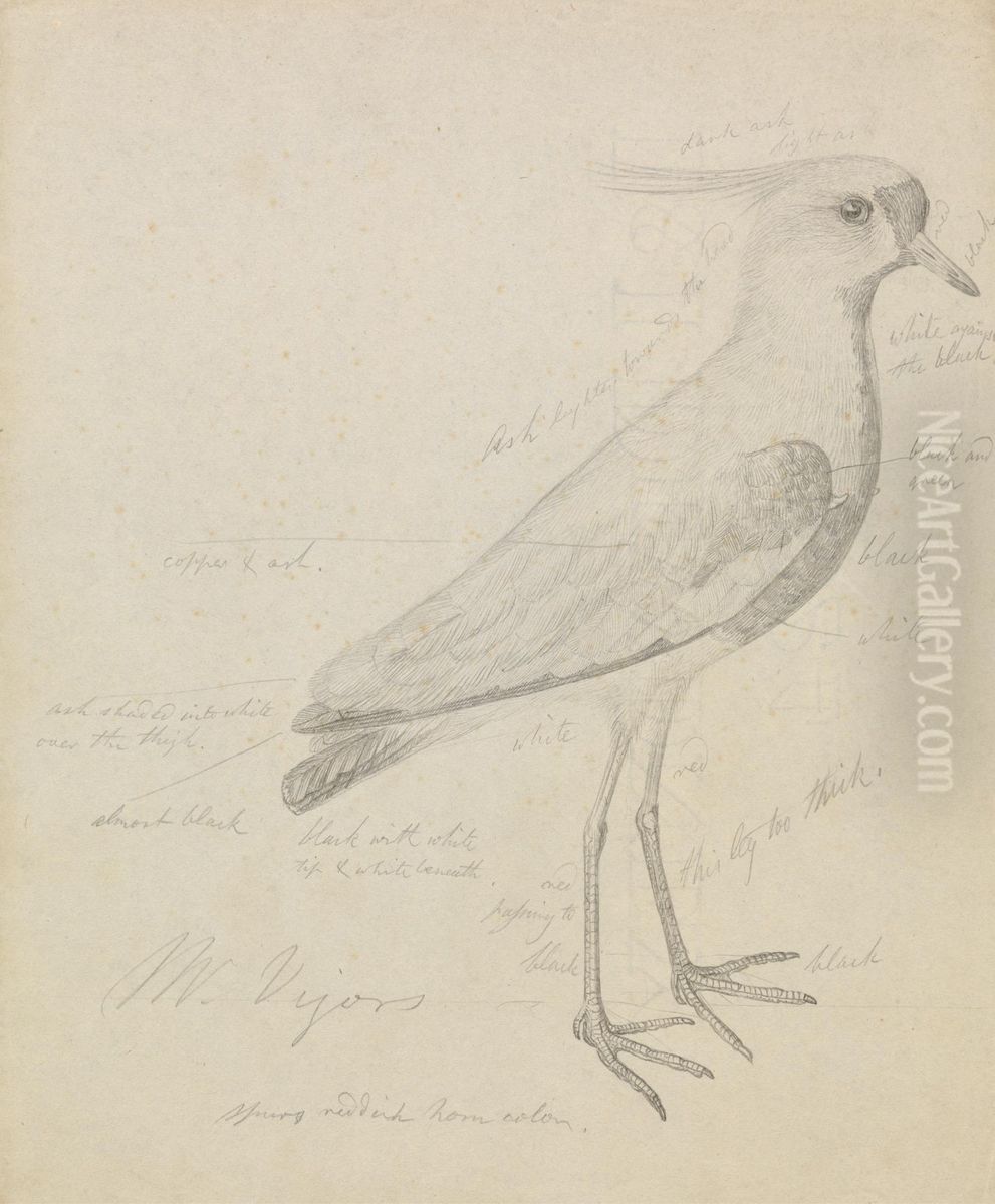 A Lapwing Oil Painting by James Sowerby