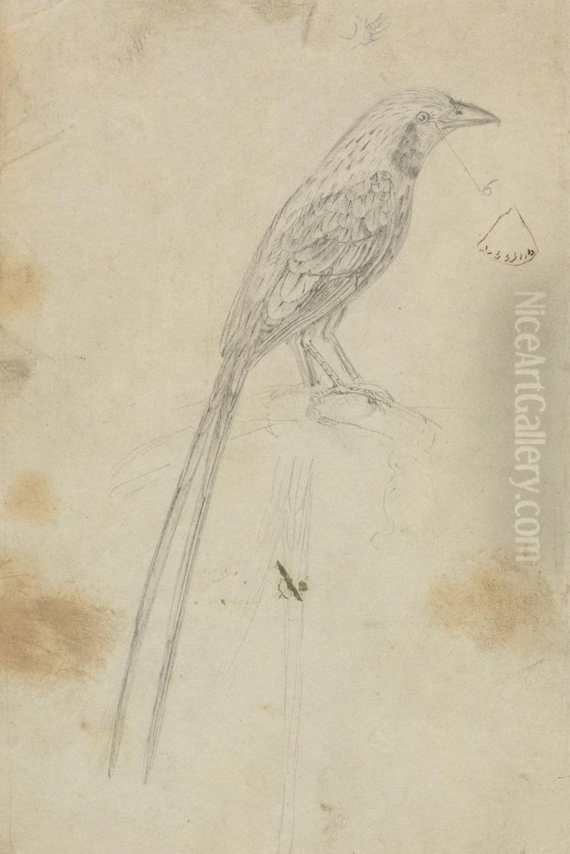 A Bird Oil Painting by James Sowerby