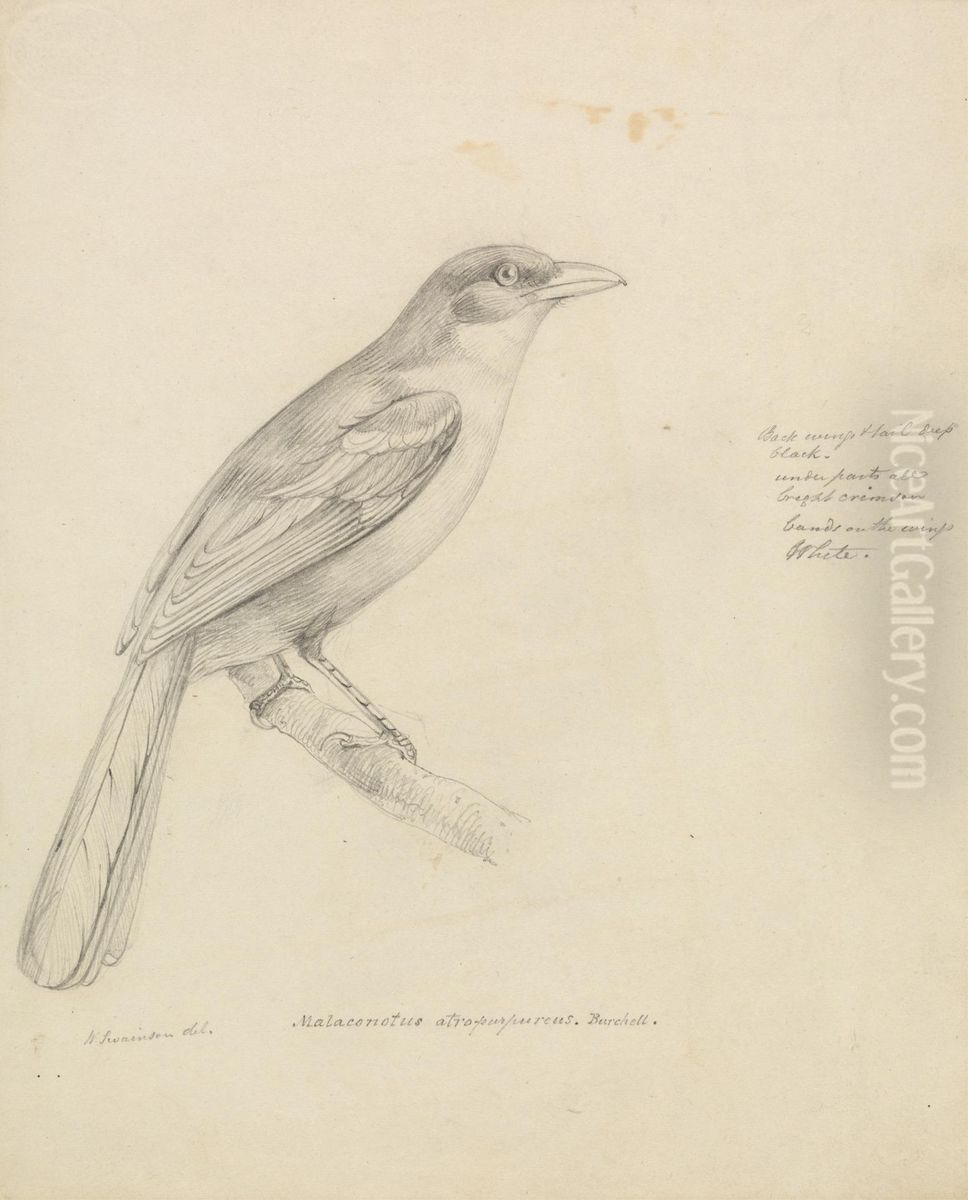 A Bird Oil Painting by William John Swainson