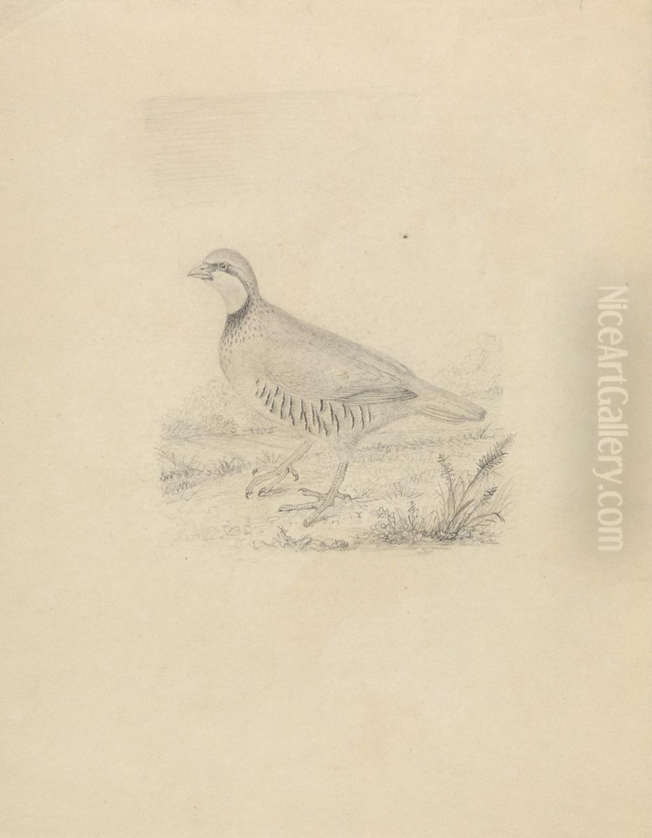 A Quail Oil Painting by James Sowerby