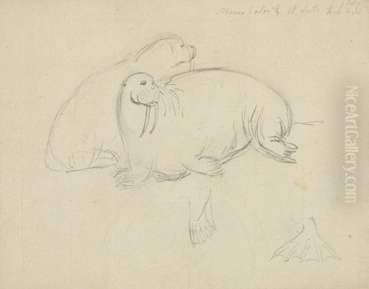 Two Walruses with Detail of Flippers Oil Painting by James Sowerby