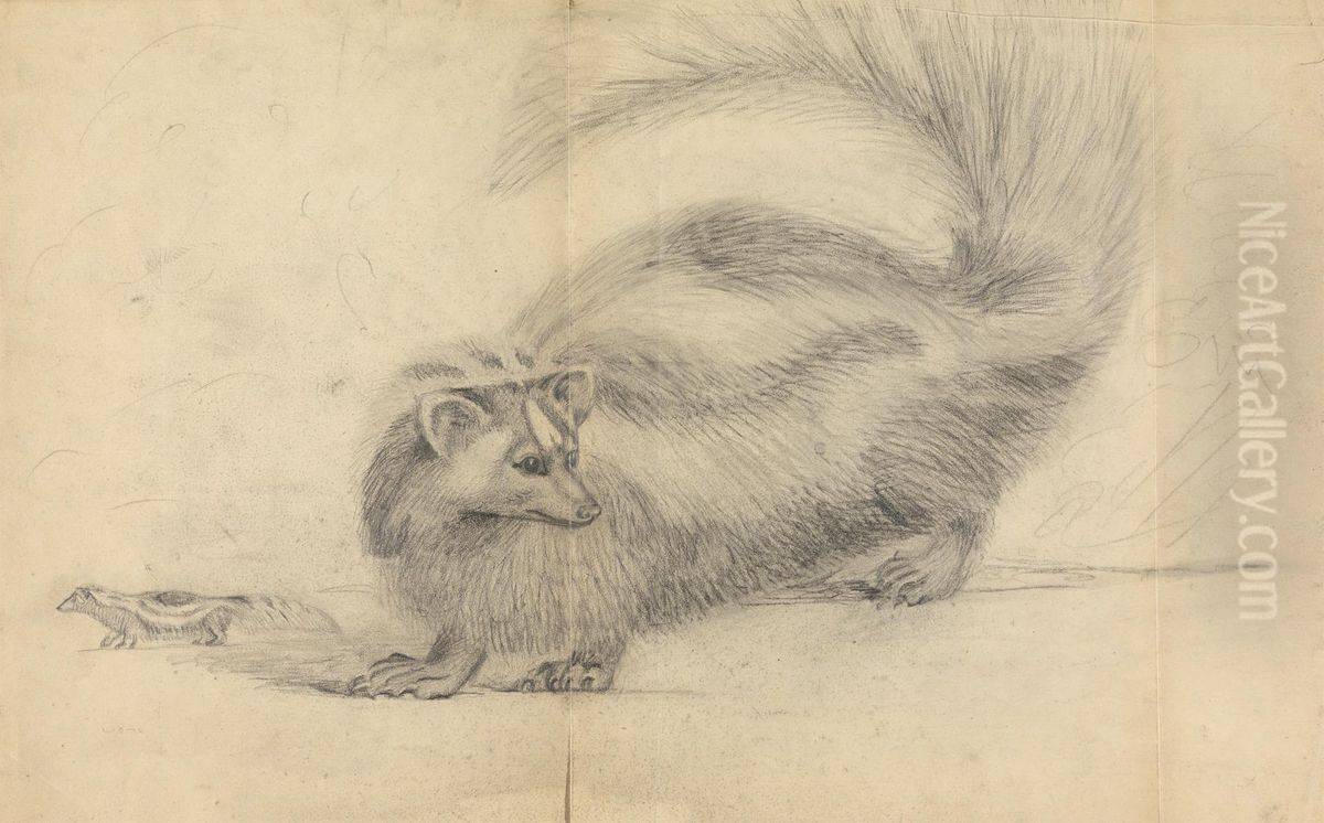 A Skunk (Zorille?) with another skunk in background Oil Painting by James Sowerby