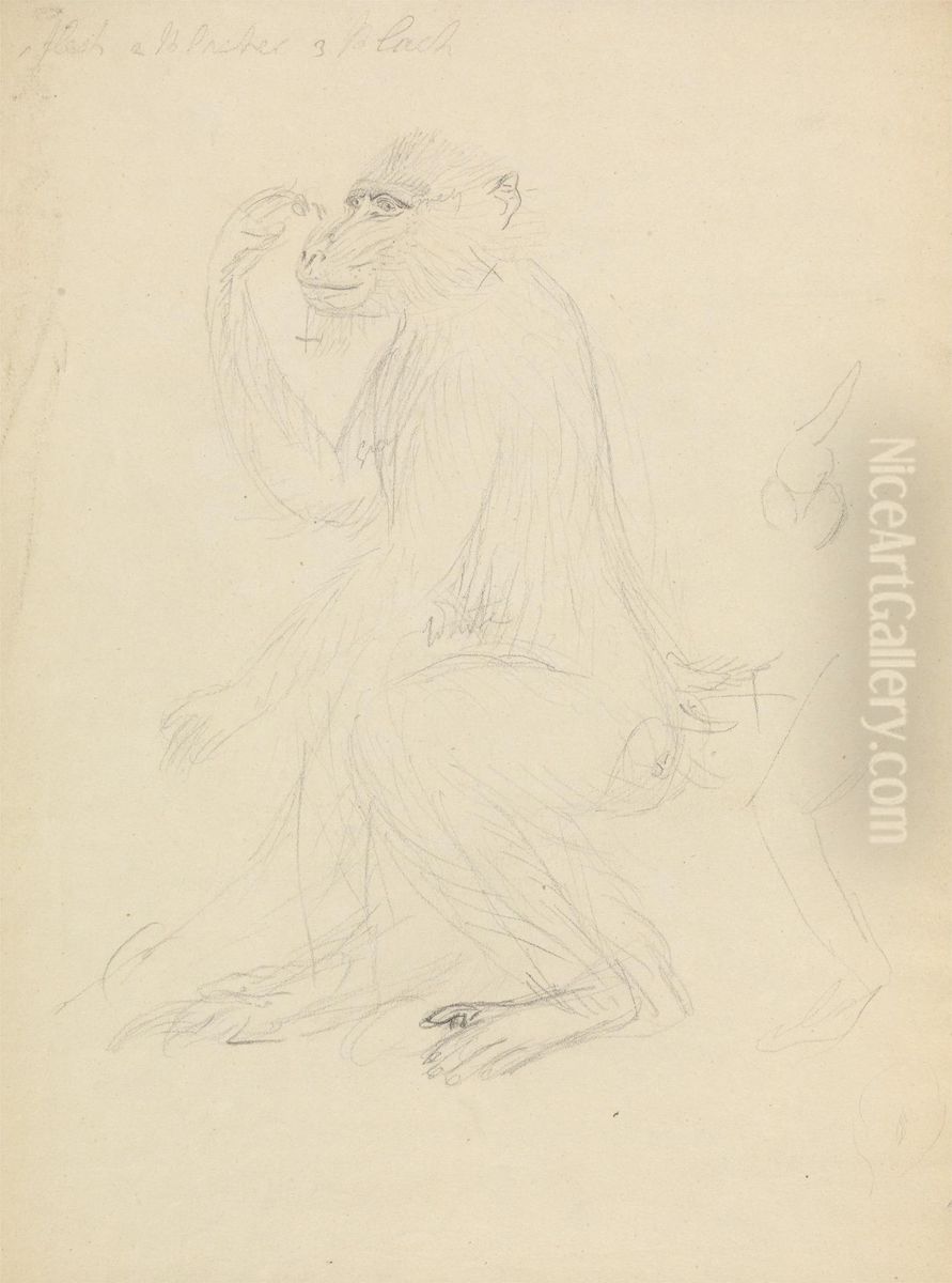 A Baboon Oil Painting by James Sowerby