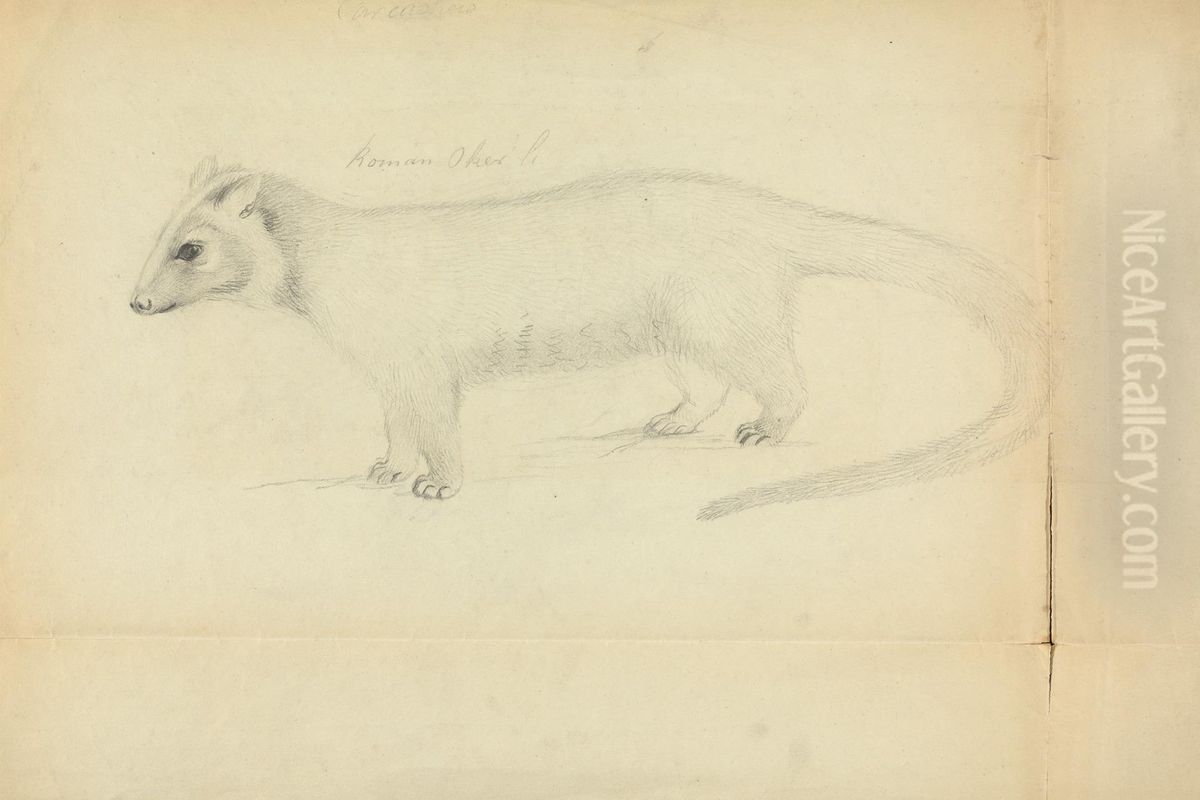 A Weasel Oil Painting by James Sowerby