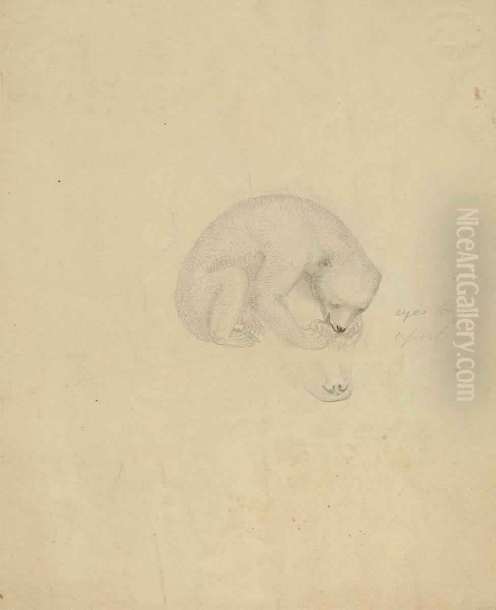 A Bear Oil Painting by James Sowerby