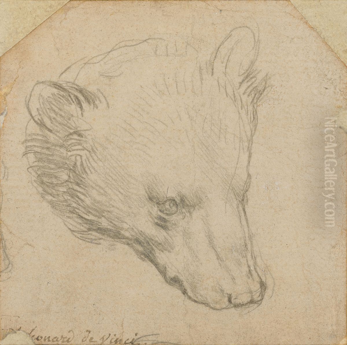 Head of a Bear Oil Painting by Leonardo Da Vinci