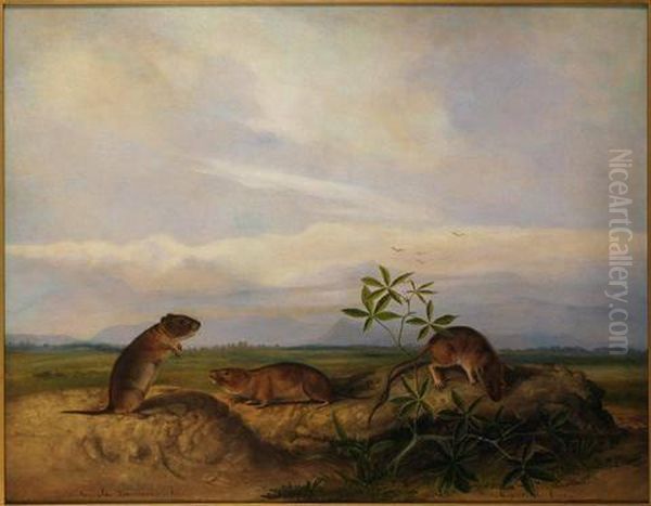 Townsend's Meadow Mouse, Meadow Vole and Swamp Rice Rat (or Rice Meadow Mouse) Oil Painting by John Woodhouse Audubon