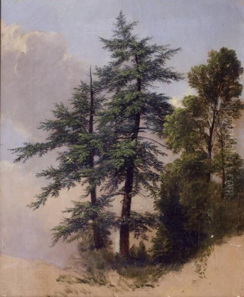 Tree Study, Newburgh, New York Oil Painting by Asher Brown Durand