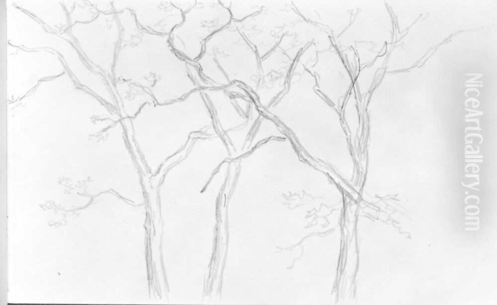 Skissbok. Trad, landskap m.m. Oil Painting by Carl Johan Fahlcrantz