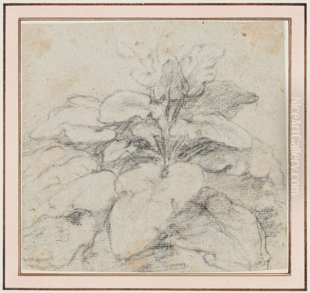 Plant (Sorrel?) Oil Painting by Claude Lorrain (Claude Gellee)