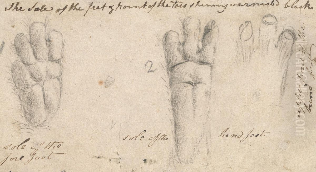 Heterohyrax brucei (Yellow-Spotted Rock Hyrax) Oil Painting by James Bruce