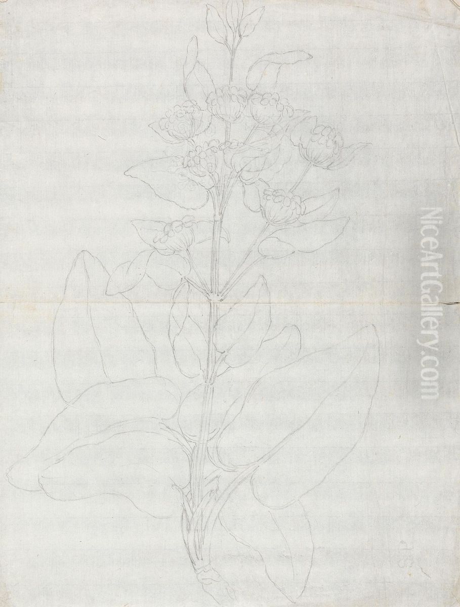 outline of habit of plant Oil Painting by James Bruce