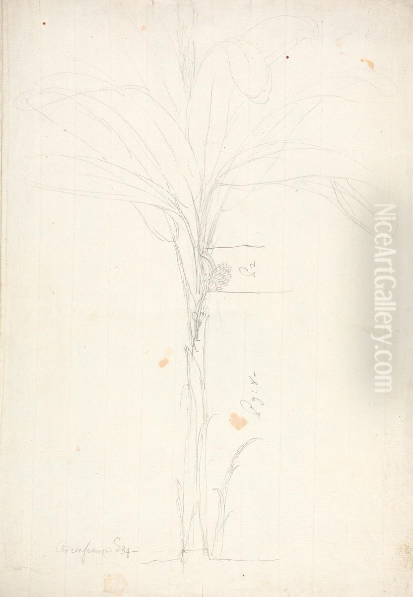 preliminary outline drawing of habit of tree with fruit Oil Painting by James Bruce