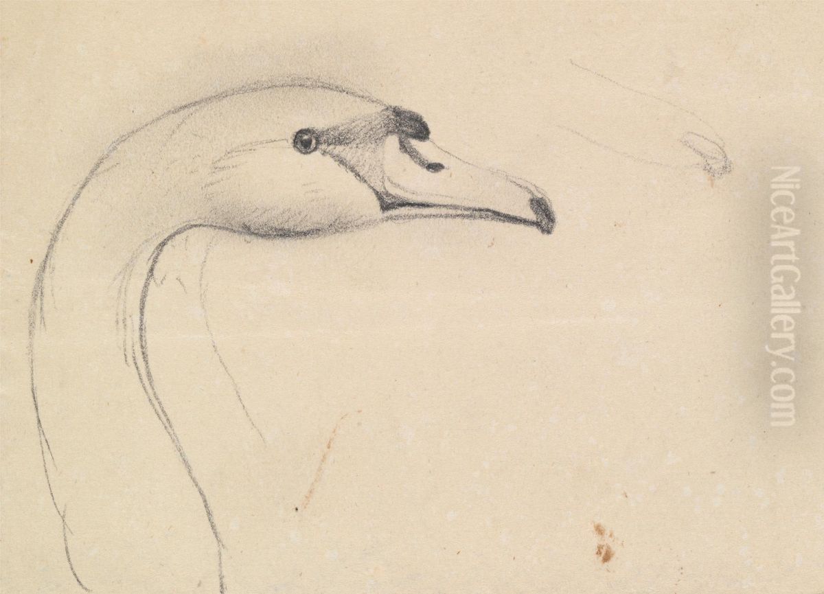 Head of a Swan Oil Painting by James Sowerby