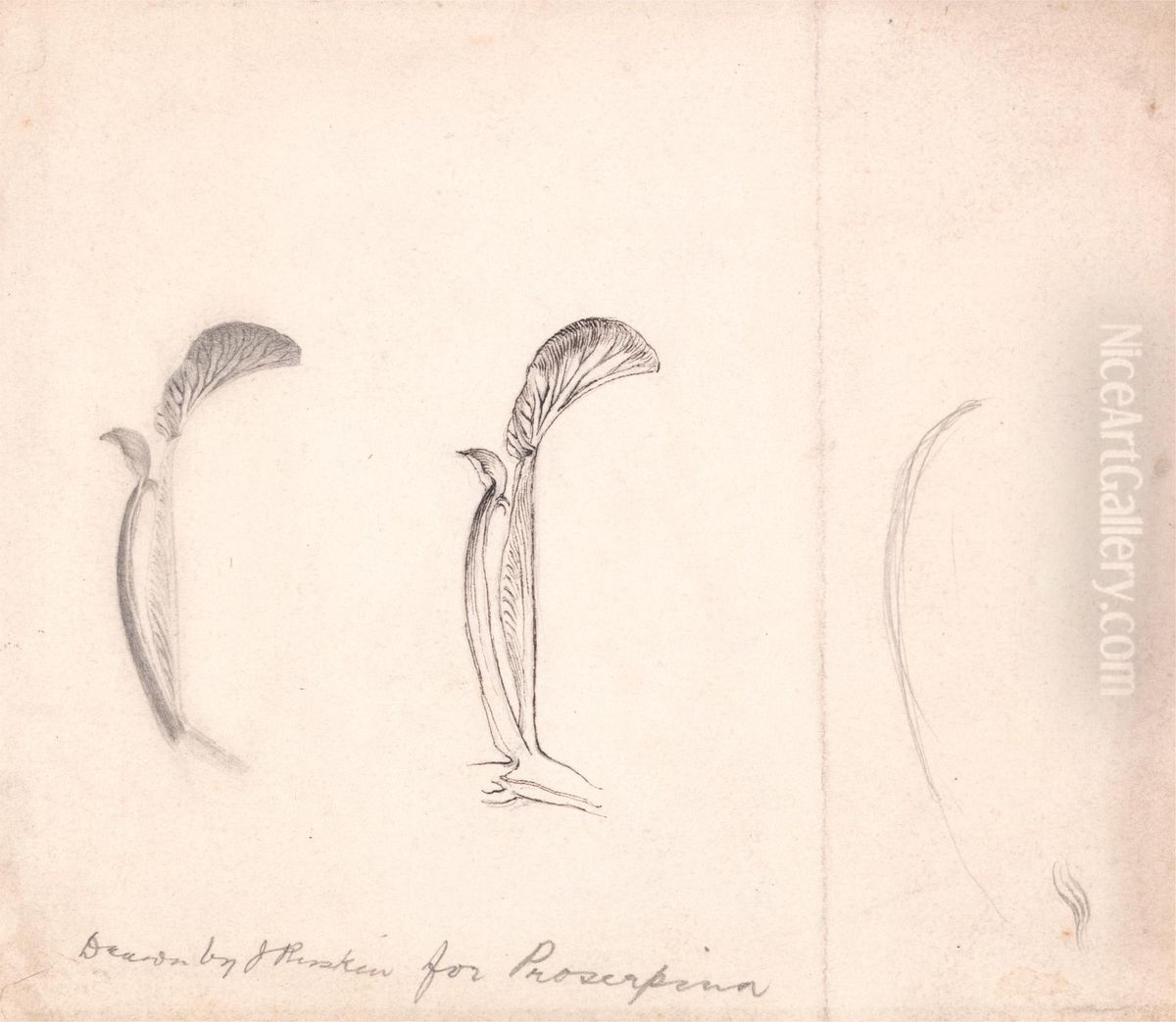 Studies of a Flower Oil Painting by John Ruskin