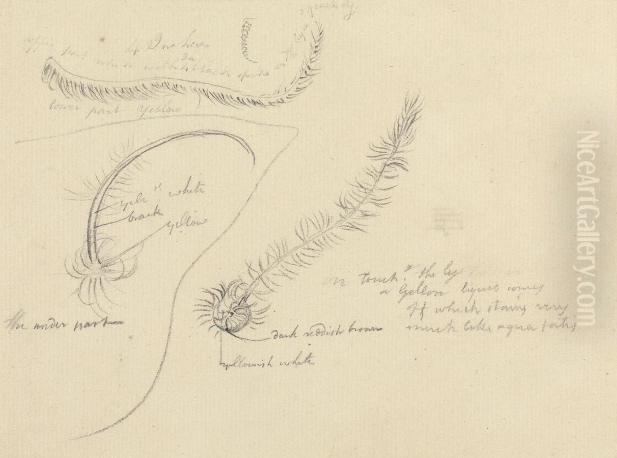 Sketches Oil Painting by Thomas Daniell