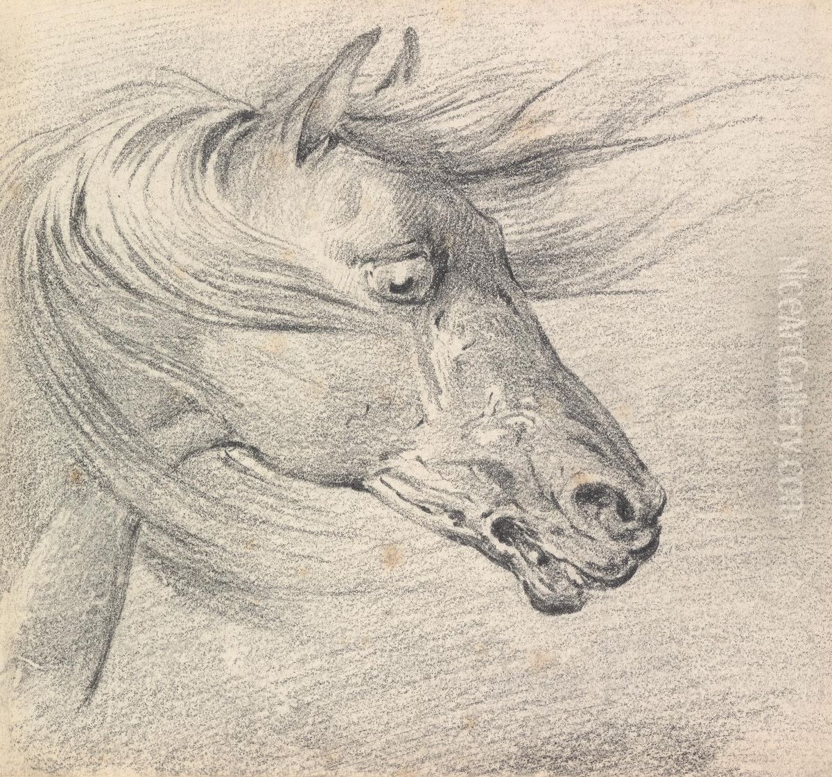 Head and Neck of a Horse in Fear or Exhaustion, Mane Swept Forwards, Profile Right Oil Painting by Henry Thomas Alken