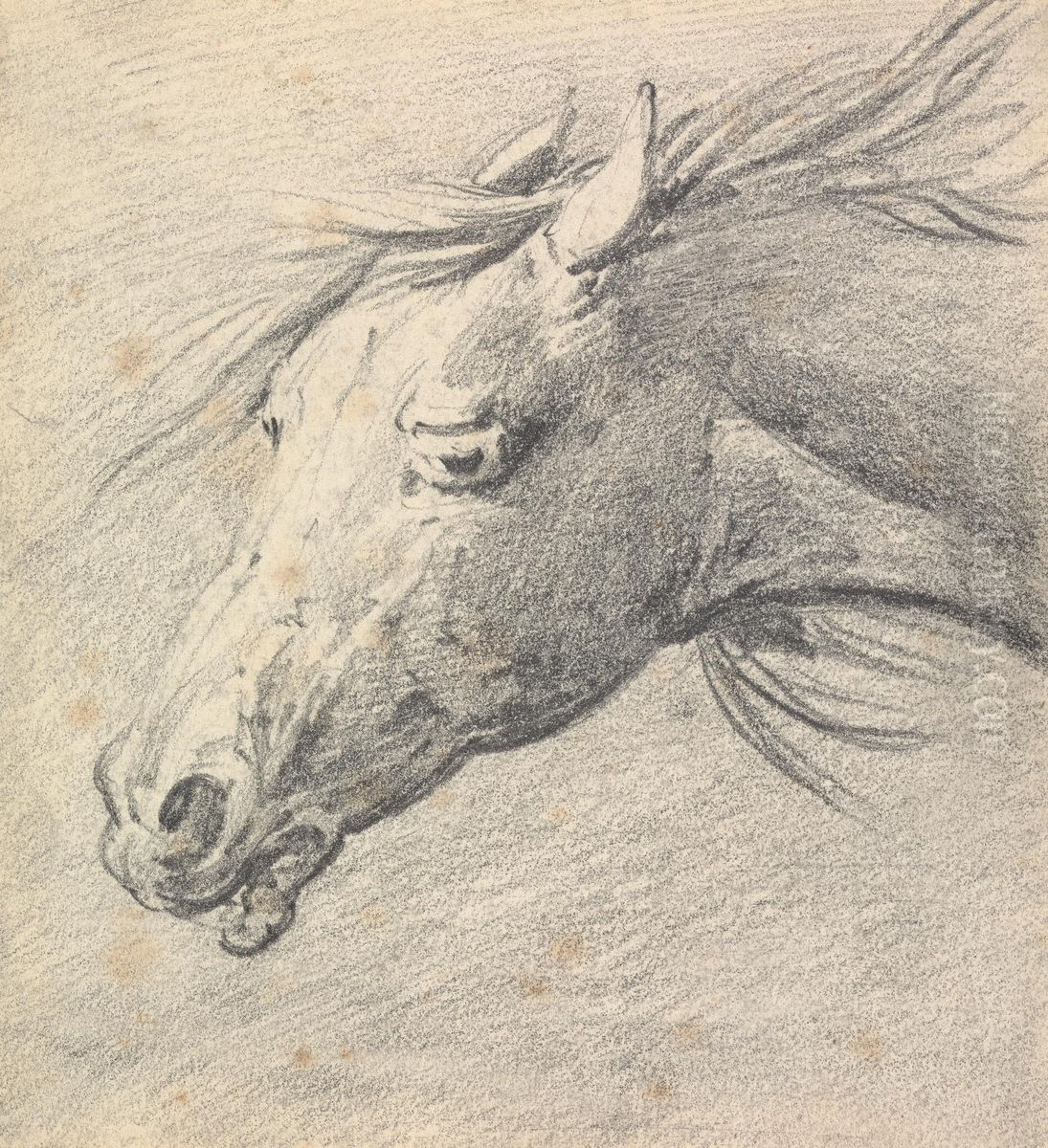 Head and Neck of a Horse, Profile Left Oil Painting by Henry Thomas Alken