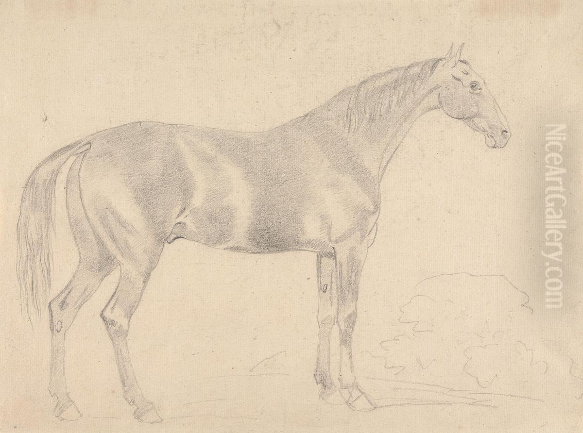 A Horse, Facing Right Oil Painting by Sawrey Gilpin