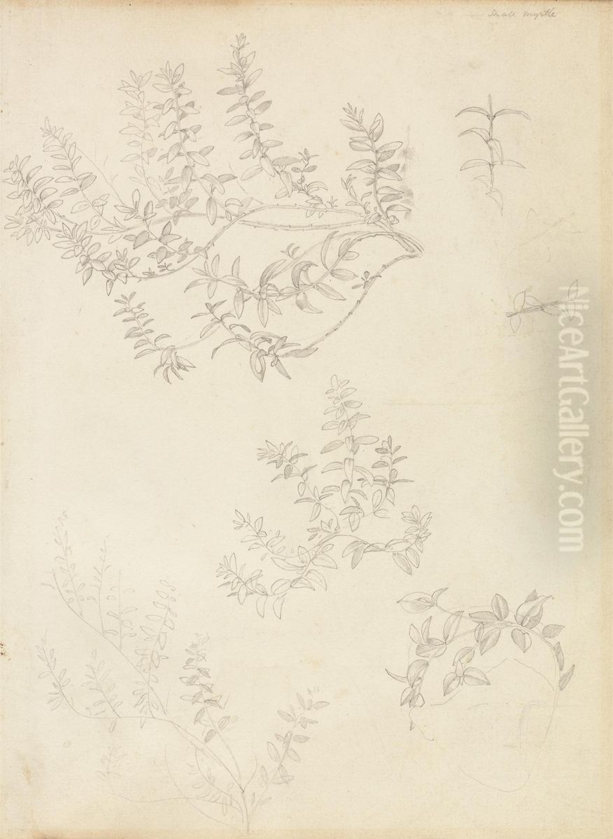 Sketches of Myrtle and a Head Crowned with Myrtle Oil Painting by Edward Burne-Jones