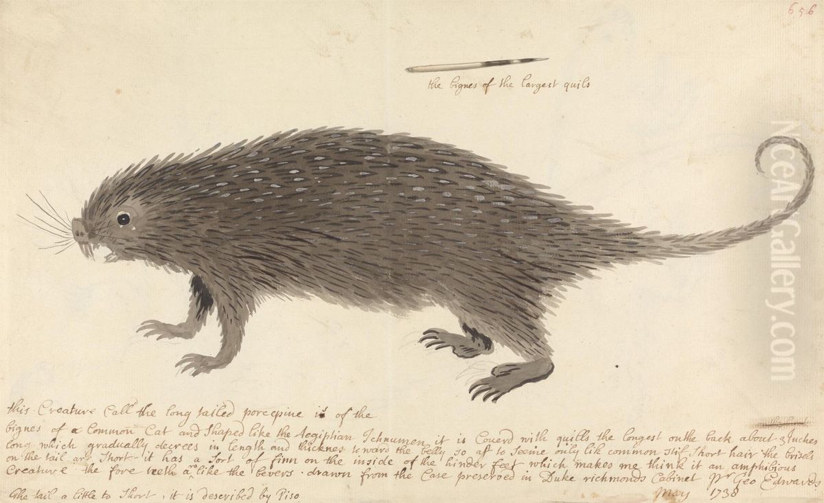 The Long-tailed Porcupine Oil Painting by George Edwards