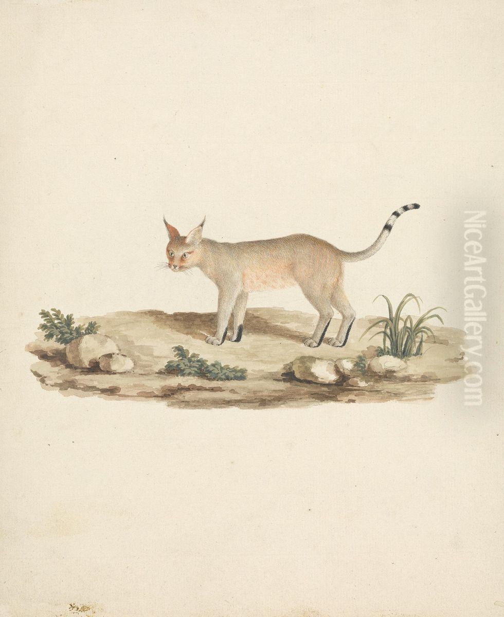 Felis caligata (Booted Lynx) Oil Painting by James Bruce