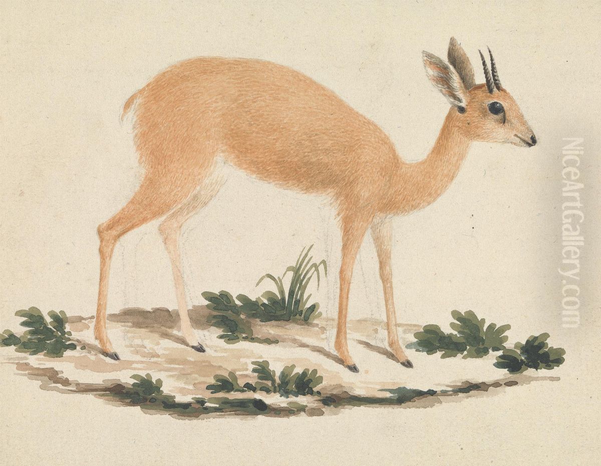 Madoqua (Dik-dik) Oil Painting by James Bruce