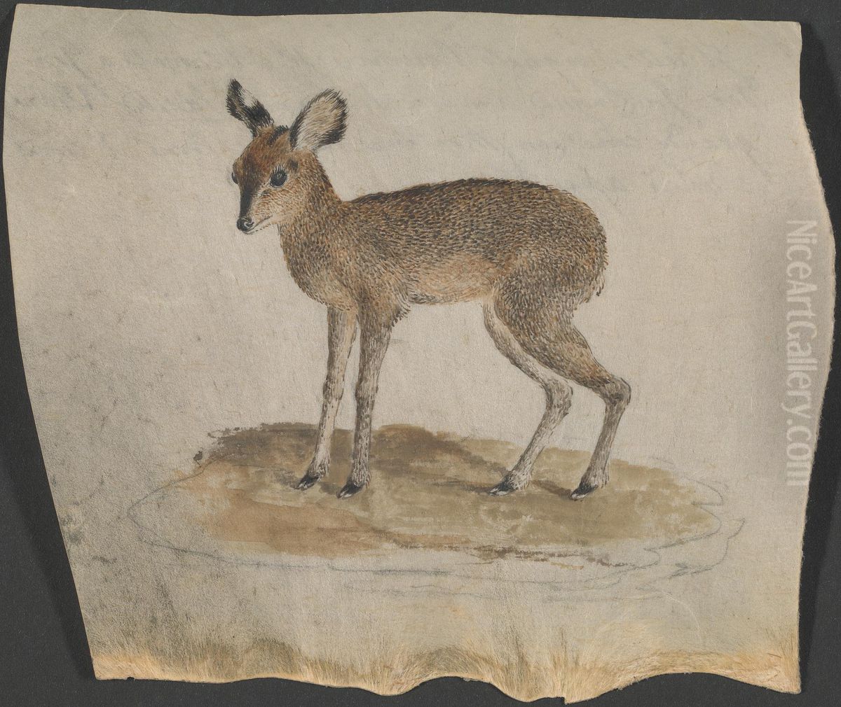 Dik-dik Oil Painting by James Bruce