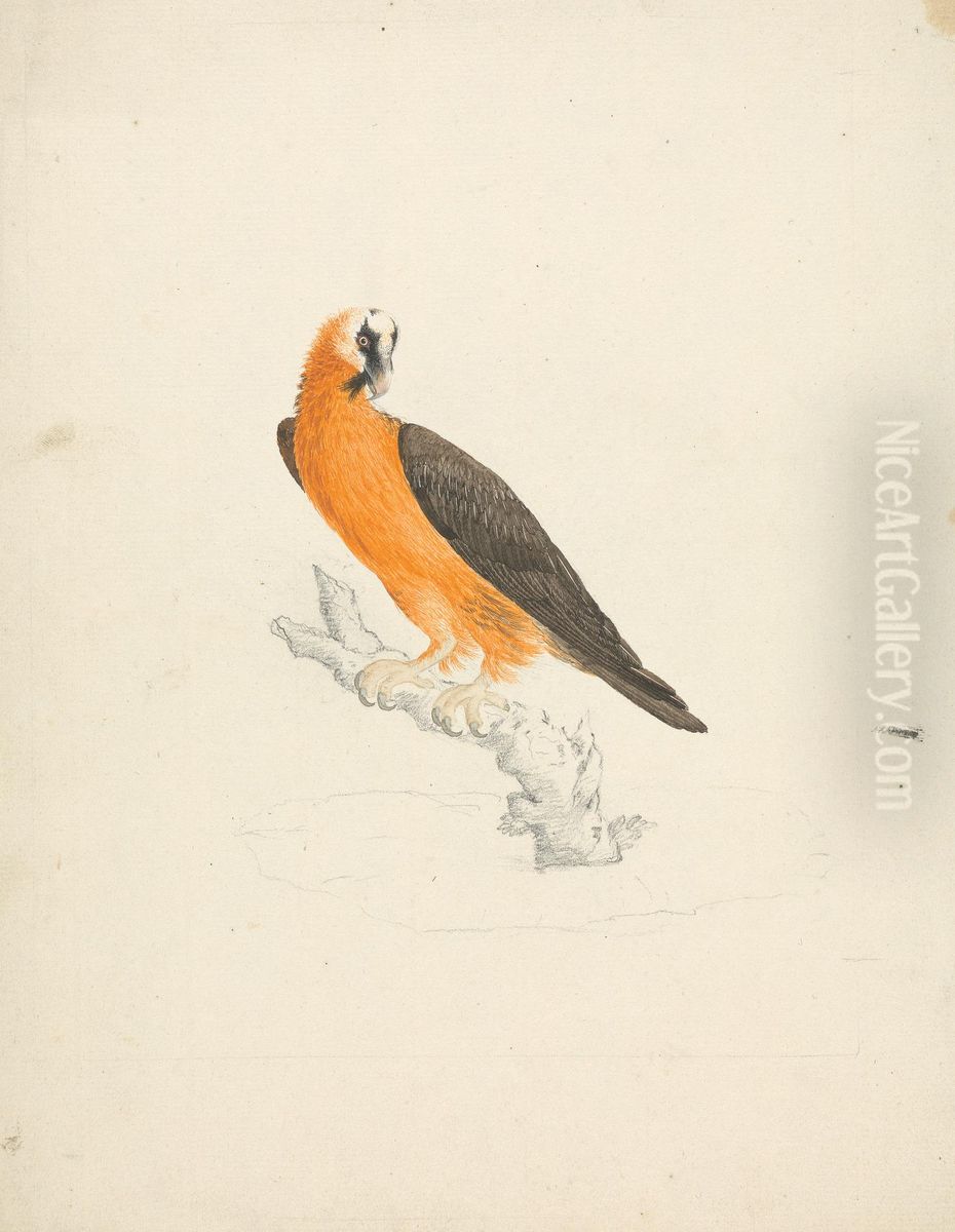 Gypaetus barbatus (Bearded Vulture) Oil Painting by James Bruce